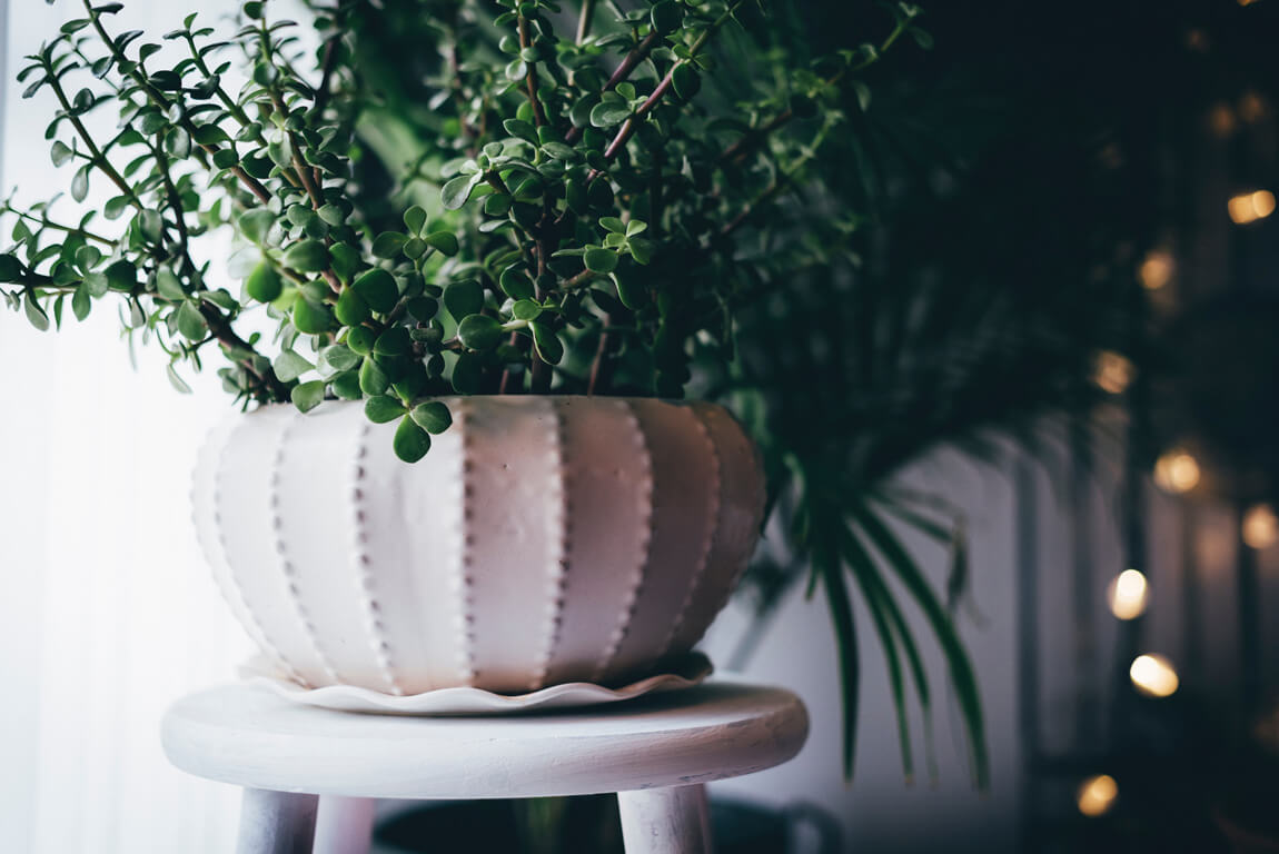 Follow these house plant care and styling tips for your own jungalow style!