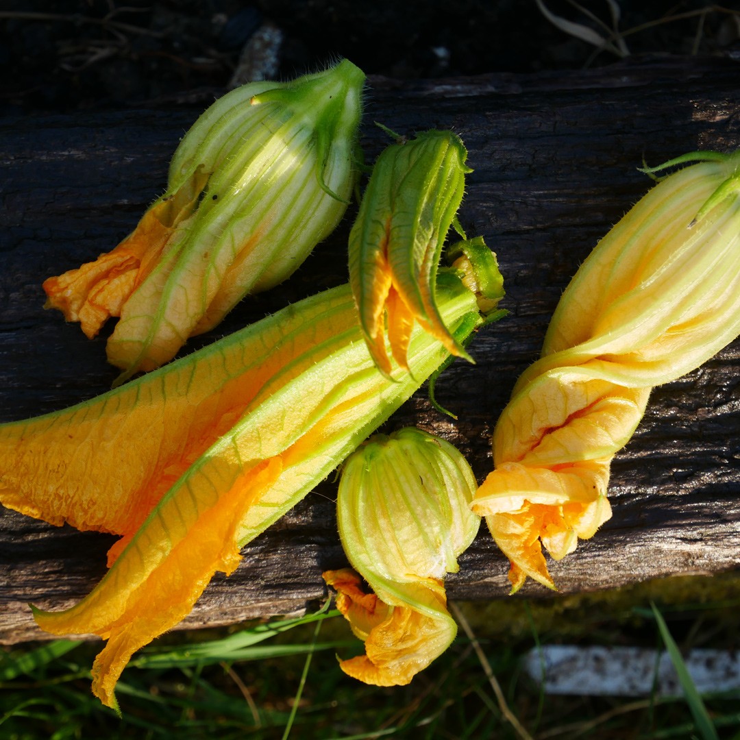 Courgette flowers are absolutely wonderful deep fried in batter. You can pick the young courgette along with it and cook that too. Find the recipe here on Chalk & Moss (chalkandmoss.com).
