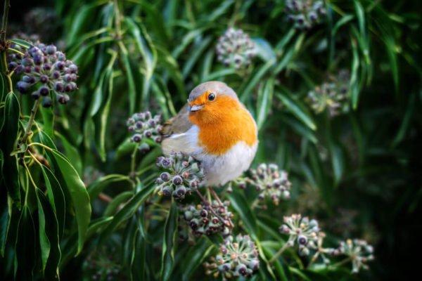 Spare an hour of your weekend to get involved with the RSPB birdwatch: Big Garden Birdwatch. Help the RSPB understand the patterns of our British Garden Birds.