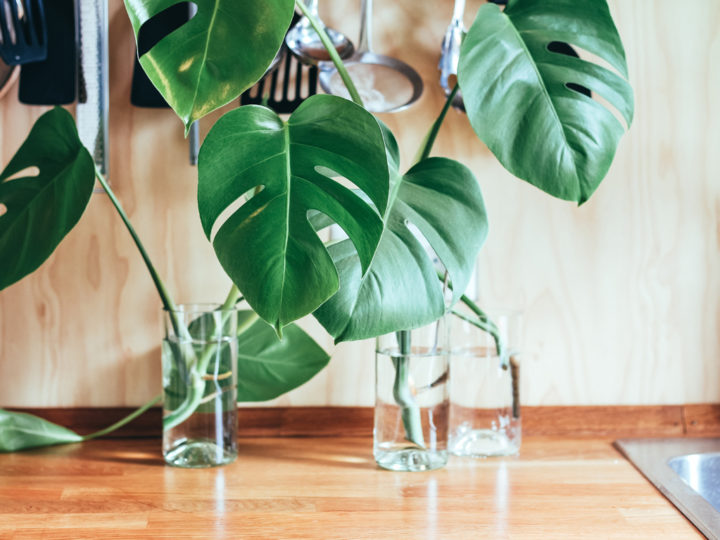 Best Indoor Plants: celebrate Houseplant Appreciation Day