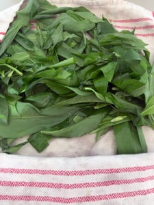 Wash and pat the wild garlic leaves dry in a towel before blitzing in the food processor, to make wild garlic pesto or wild garlic salt. 